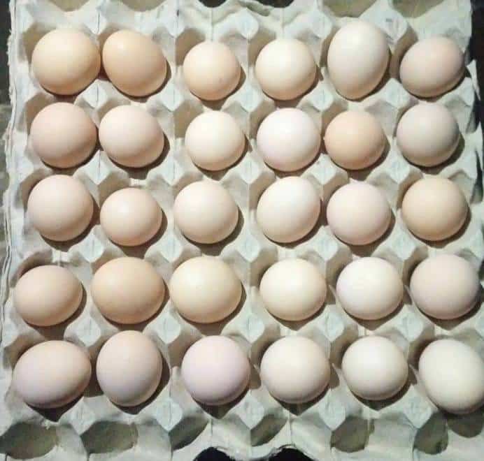 organic Desi Eggs second image