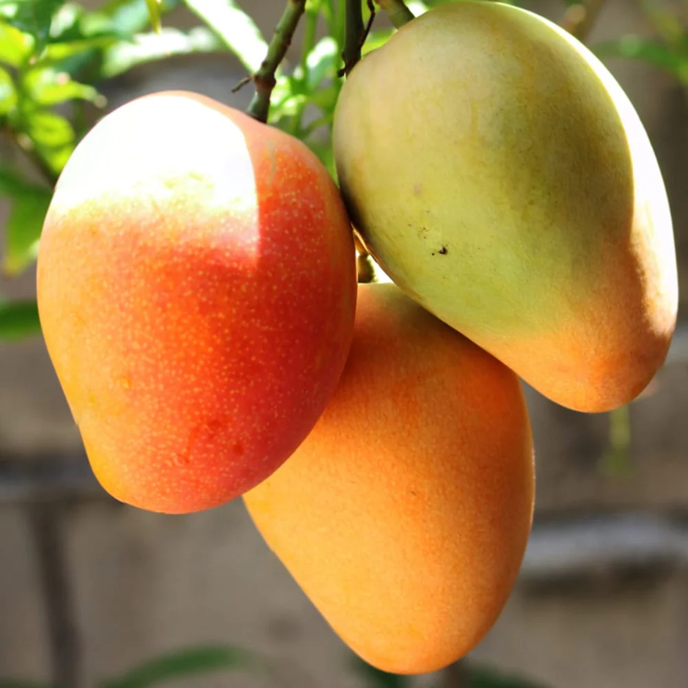 Suvarna Rekha Mango