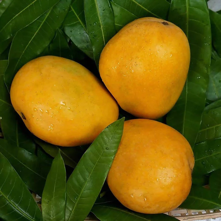 Banginapally Mango (Benisha)