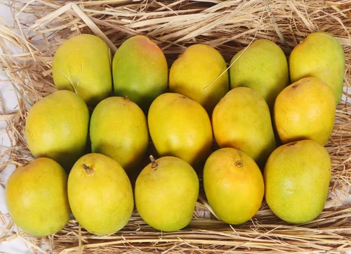 ALPHANSO MANGO (KING OF MANGO)